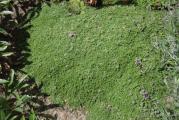 Sadnice .ovaj thymus je dekorativna varijanta majcine dusice koja je odlican pokrivac tla .Koristi se za kamenjare , i td .Voli suncane povrsine kao i polusenovite .Listici su sitni ,gusto zbijeni ,cvet ljubicast ..Visina koju dostize je 1-2 cm .Biljka je zasadjena u saksiju 9x9 cm .