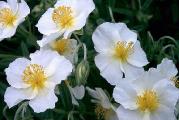 Sadnica. Polegla perena. Cveta u julu,belim sitnim cveticima.Odgovara joj suncan polozaj.Biljka je zasadena u saksiju prečnika 12 cm .