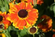 Sadnica,ovaj helenijum voli suncane polozaje,visina od 70cm-100cm,cveta od kraja jula do septmbra narandzasto-zutim cvetovima.Biljka je zasadjena u saksiju prečnika 12 cm .