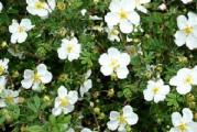 Sadnica,visina 50-70cm,cveta od maja do oktobra sitnim belim cvetovima,voli suncan polozaj.Biljka je zasadena u saksiju ili kontejner.