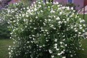 Sadnica. Cvetovi su bele boje. Odgovaraju mu sunčane površine. Može da naraste i preko  2m. Biljke se nalaze u saksiji ili tzv.kontejneru(crna kesa,  takođe namenjena za sadnju biljaka) zapremine 1,5 l .
