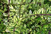 sadnica,zimzelen zbunic  zuto-zelenih listova izuzetno dekorativnih spada u patuljaste zbunove visine oko 50cm.Biljka je zasadena u kontejner(crna kesa namenjena za sadnju).
