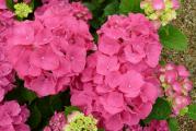 Sadnica. Krupni cvetovi, roze boje. Voli senku, eventualno polusenku. Biljka je u saksiji ili tkz. kontejneru(crnoj kesi, takođe namenjenoj za sađenje biljaka)