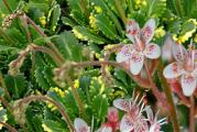 Sadnica,Zimzelena niska perena zuto-zelenih listova,odgovara joj polusenka ili senka,cveta april-maj belim sitnim lelujavim cvetovima.Visina 10cm.Biljka je zasadzena u saksiju.