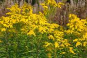 Višegodišnja biljka kojoj odgovara polusenka i potpuno sunce. Solidago Goldkind je hibridna vrsta zlanice koju često vidjamo po našim poljima. Bujnijeg je cveta i više privlači pčele i insekte od svog pretka obične zlatnice. Vrlo je zanimljiva i kao rezani cvet. Zbog visine najbolje ju je saditi u pozadini ostalog cveća.Cveta krajem septembra, početkom oktobra. Prilikom sejanja vazno je održavati supstrat vlaž
nim i ne pokrivati seme zemljom.