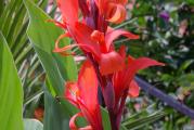 Canna indica) je atraktivna cvetnica koja na Mediteranu prezimljava u zemljištu. U našim uslovima treba voditi računa o vremenu sadnje, odnosno, ne treba rizome saditi ako se temperature spuštaju ispod 15°C. Veoma su raskošne, egzotične lepote i jednom kada ih posadite uvek ćete ih želeti u bašti.
Regularno kana cveta od sredine maja pa do prvih mrazeva. Danas se često već početkom maja mogu naći cvetajuće biljke u saksijama. One su uglavnom proizvedene u zaštićenom prostoru i mogu se odmah saditi u bašte.
Uglavnom se sade kao soliterne biljke (dominantne cvetnice koje dobro mogu poslužiti i kao pozadina nižim cvetnicama). Najpopularnije su u središtu cvetnih rondela.
Sade se na potpuno osunčanim pozicijama, mada dobro podnose i nešto manju senku. Zemljište treba da je dobro obrađeno, duboko i bogato humusom. U ovakvim zemljištima krupni rizomi kane lepo rastu i u sledećoj sezoni daju mogućnost da je lepo razmnožite.
Kana je biljka koja voli toplotu. Nikako je ne treba saditi pre nego prođu opasnosti od poznih mrazeva. Dakle, posle prvog maja. Dobro podnosi niske pozitivne temperature, ali će joj prva slana oboriti listove. Odlično podnosi letnje žege jer su listovi presvučeni finim pepeljkom koji sprečava preterano isušivanje. Kana podnosi letnje žege, ali ne i sušu!

 

 

 

 