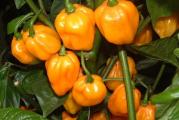 Сазревање od 80-100 дана. Scotch Bonnet којиназивају и јамаjчанском љутом паприком, по љутини се приближавају хабанеро паприкама. Ове мале паприке са танком кожом налик малој тикви. Ово је омиљена паприка у карипској кухињу, служи за  прављење љутог соса и за сушење.