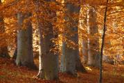 Evropska bukva (Fagus sylvatica)  je listopadno drvo iz porodice Fagaceae. Na području Balkana i kod nas Fagus sylvatica se meša sa drugim vrstama bukve, kao što je orijentalna bukva, a raste na nadmorskim visinama između 600 i 1800 metara odmah nakon zone hrasta. Što se tiče tipa zemljišta i okruženja u kojem prirodno živi, nije „probirljiva“. Voli vlažna staništa, trpi senku, zemljište mora biti plodno, malo zakišeljeno ili pak bazno i sa ne mnogo vode tj. malo isušeno kako bi koren lako mogao da prodre u zemljište. Ovo je jedna od najznačnijih vrsta i čije se drvo koristi za razne svrhe, kao materijal za pravljenje nameštaja, stepeništa, podova, muzičkih instrumenata i dr. Kao lekovita biljka, bukva se najviše koristi u dermatologiji u pravljenju masti i krema, naročito protiv šuge, peruti i kod ekcema. Sastojak koji pomaže je katran. Izoluje se suvom destilacijom bukovog drveta.