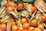  Fizalis (Physalis peruviana), poznatija kao peruanska jagoda, je zeljasta grmolika biljka koja pripada grupi bobičastog voća.
Jednogodišnja je biljka.
Može dostići visinu od jednog metra, ima listove srcolikog oblika i sitne bele cvetove, prošarane ljubičastom bojom.
Cveta od proleća do jeseni.
Od cvetova nastaju zeleni lampioni, koji krajem avgusta dobijaju kremkastu boju, a unutar lampiona se obrazuje žuti plod.
Berba se obavlja tek kada lampion poprimi braonkastu boju, a bobica postane narandžasto-žuta.
Plodovi su veličine klikera, prijatnog slatko-kiselog i osvežavajućeg ukusa, koji podseća na ananas, marakuju i ogrozd.
Nemojte konzumirati plodove koji nisu sasvim zreli.
 
Fizalis zalivajte obilno tokom leta.
Važno je napomenuti, da se u sirovom stanju ne preporučuje konzumacija više od 6 bobica. 