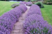 Hibridna Lavanda nižeg rasta HIDCOTE BLUE, tamno ljubičaste boje cveta, pogodna za saksije, žardinjere i bordure na travnjacima upravo zbog niskog  rasta do 50cm u visinu. Vrlo kompaktne i okruglaste forme.
Vrlo dobro podnosi zimski period na otvorenom, kao i u saksijama... bez straha od izmrzavanja.
Seme sejati plitko i održavati supstrat vlažnim.