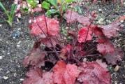 višegodišnja niska perena dekorativno crvenih listova cveta sitnim koralno crvenim cvetićima na vrhu stabljike,biljka je dobro ožiljena i spremna za sadnju