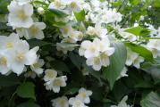 Niski žbunastih listopadni grm koji cveta u proleće 
Zvonasti belim mirisnim cvetićima koji su sakupljeni u cvasti 