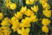 niska višegodišnja ukovičasta biljka koja cveta u septembru prelepim jako žutim cvetovima 
