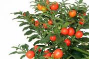 dekorativna visegodisnja sobna biljka koja je slicna paprici ali nije jestiva plodovi su okrugli crveni koji i krase ovu biljku i tokom zime pa je stoga vrlo dekorativna