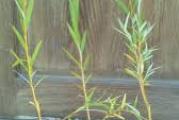 sadnica žute vrbe zasadjen au kutiji  i može se saditi kad god vam je mogućeinače vrba voli vodu pa se može saditi i blizu vode 
dobro j užiljena