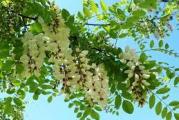 vsoko listopadno drvo brzo raste cveta belim grozdasti vrlo mirisnim cvetovima koji su pogodni za pčelinju pašu 
zato se sadi oko pčelinjaka 
drvo koje brzo raste i brzo obnavlja z korena  pa je tako pogodno za pošumljavanje goleti i koristi za ogrev jer je vro kalorično 
