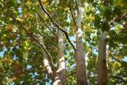 vrlo lepo i otporno listopadno parkovsko drvo vispoke forme 
beličastog stabla dekorativnih listova a u jesen visećih plodova u obliku lopte