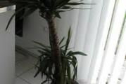 tropska biljka stara oko 13 godina  visoka je oko 2 metra 
prelepa i očuvana
pogodna za visoke prostorije i hale ili za izloge 
prodajem jer je zimi ne mogu vratiti u mali stan
prodajem sa saksijom