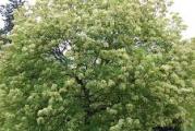 listopadno drvo perastih listova tamno zeleneboje stablo je glatko a unutrašnjost drveta je bele boje pogodno za preradu u industriji a i za ogrev 
inače je vrlo otporno na sve uslove 