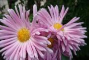 prelepa visegodisnja perena cveta vrlo lepim cvetovima roze boje pogodna je za rezani cvet
