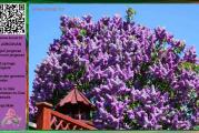nisko parkovsko drvo ili žbun 
cveta u maju klasastim ljubičastim cvetovima intezivnog mirisa
sadnica je oko 40cm