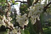vrlo lepo i dekorativno listopadno drvo cveta u proleće belim cvetićima na celom stablu pre listanja rano u proleće 
vrlo je dekorativno kada je u cvetu 
inače je vrlo otporna biljka i podnosi sve uslove 
biljka je zasadjena u kutiji i možete je saditi kad god vam odgovara 
