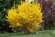 niski višegodišnji listopadni žbun vrlo otporan i odgovara mu svako zemljište cveta pre listanja žutim cvetićima 
sadnica je oko 90cm