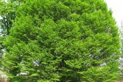 listopadno drvo,sitnih ovalnil listova,krivudavih grancica,stablo je veoma tvrdo i zilavo,jake kaloricne vrednosti pa se koristi za ogrev,pogodno je za orezivanje pa se stoga cesto koristi za formiranje zive ograde a koo pojedinacna biljka je vrlo dekorativna za parkove