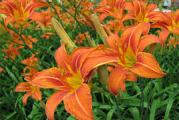 niski zeljasti žbun oko 60 cm cveta krupnim trubastim cvetovima oranž boje na dugoj dršci pogodnoj za rezanje 
