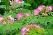 ukrasno drvo vrlo lepe forme mirisnih cvetova roze boje