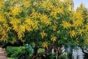 niže listopadno drvo koje cveta klasastim žutim cvetićima koji su medonosni pa su pogodni da se sade oko pčelinjaka  u jesen od cvetova nastaju mali balončići nalik lampionima pa se tako i drugačije naziva lampion drvo 
seme je krupno ovogodšnje