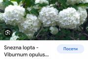 Niski višegodišnji žbun
Cveta belim loptasti cvetovima
Vrlo otporan na sve uslove
Sadnica je zasadjena u saksiji