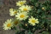 višegodišnja hrizantema visoke forme dugih čvrstih stabljika krupnih svetlo žutih cvetova pogodna za rezani cvet