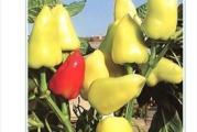 seme paprike koja je dosta zastupljena u našoj proizvodji 
vrlo je ukusna i pogodna za višenamensku proizvodnju 
