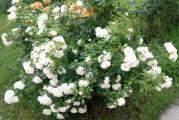 vrlo lepa žbunasta ruža belog cveta koja cveta preko cele godine
reznice su neožiljene ali vrlo brzo se ožiljavaju 
veličina reznice je oko 25 cm 