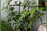 biljka puzavica zimzelenih srcastih listova pogodna za ozelenjavanje zidova ograda ili terasa
