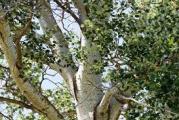 listopadno drvo vrlo dekorativno svojim belim stablom i listom sa jedne strane tamno zelen a sa druge belo
sadnica je u kutiji zasadjena pa se može saditi u bilo kom periodu
inače drvo je vrlo lekovito i zato ga zovu ,,zeleni aspirin,,
jer je vrlo dobro kod upala kode reume prehlade i još mnogo bolesti

