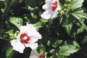 dekorativni zbun lepih belih krupnih cvetova cveta u aprilu ili maju  dobro podnosi susu i hladnocu