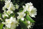 sadnice jasmina belog baštenskog u kontejneru su zasadjene pa se tako mogu saditi u bilo kom dobu 
sadnice su dobro užiljene 
visine oko 50cm