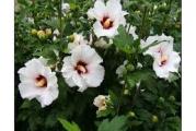 višegodišnja listopadna zimo otporna vrsta krupnog cveta koje cveta u julu mesecu  
boje cveta su u miksu  može biti bela roze ili ljubičasta 
sadnice su u kontejneru 
