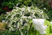 niski  žbun belih cvetova koji cvetaju u maju mesecu,sadnica je posadjena u kontejneru i može se saditi u bilo kom dobu,dobro je užiljena samo je izvadite iz kutije i zasadite 
