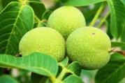 drvo visoke forme široke krošnje jestivih orašastih plodova koji se koriste u kulinarstvu 