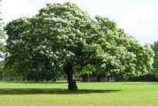 visoko listopadno drvo ,koje raste vrlo brzo ima dekorativne krupne listove i radja krupne plodovecvetovi su krupni beli sakupljeni u jednu cvast