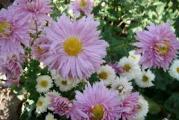  visegodisnja biljka cvetovi su retki roze boje srednje krupni nalik margareti brzo se razmnozava