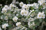 višegodišnji žbun može da dostigne visinu 3 metara cveta belim mirisnim cvetovima koji sakupljeni u grupice dužinom grančica 
obilno cveta 