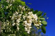brzorastuće listopadno drvo koje brzo raste pa je zato pogodno za pošumljavanje goleti 
inače cveta belim grozdastim mirisnim cvetovima koje obožavaju pčele da sakoupljaju med pa se obično i sadi pored pčelinjaka 
sadnice su oko 1m
