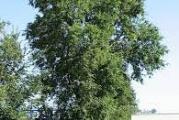 stara sorta listopadnog tvrdog drveta koje je vrlo otporno na sve uslove 
sadnica je oko 60cm
može se orezivati tehnikom za bonsai 