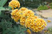Višegodišnja listopadna vrsta ukrasne biljke koja cveta klasastim žutim cvetovima