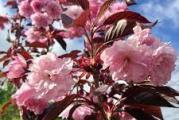 ukrasna japanska tešnja prelepih gustih cvetova roze boje vrlo dekorativna jer cveta pre listanja 
drvo je ovogodišnjeg kalema zasadjeno u sasiji tako da je pogodna sadnja kada vama odgovara a može ostati iu saksiji  na terasi  u dvorišštu ili bašti