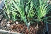 sadnica baštenske yuke zasadjene u kutiji 
može se odmah zasaditi na željeno mesto 
jer je dobro ožiljena
sadnica je oko 50 cm